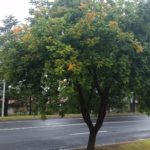 Autumn arrives early